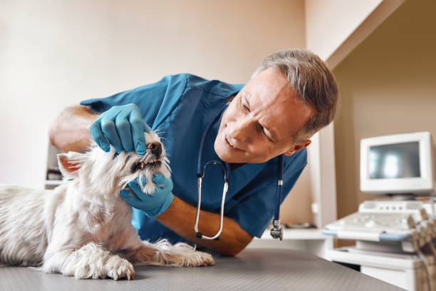Best Tooth Infection Emergency Dentist  in Greensboro, NC